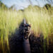 Cat walking on rail near tall green grass