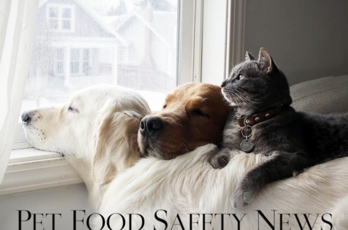 Pets sitting at window